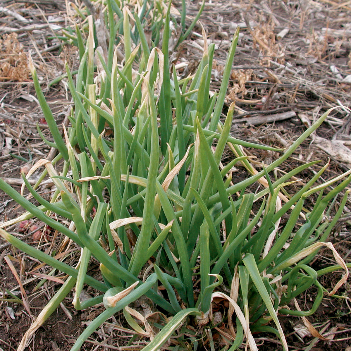 Onions, Topsetting Winter or Walking, 10 Sets