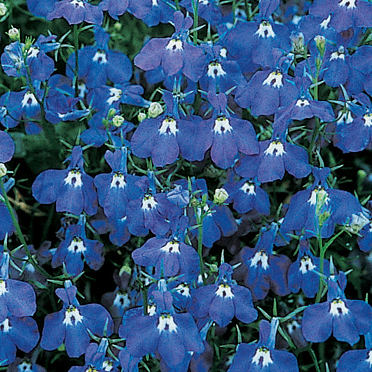 Lobelia, Regatta Sapphire