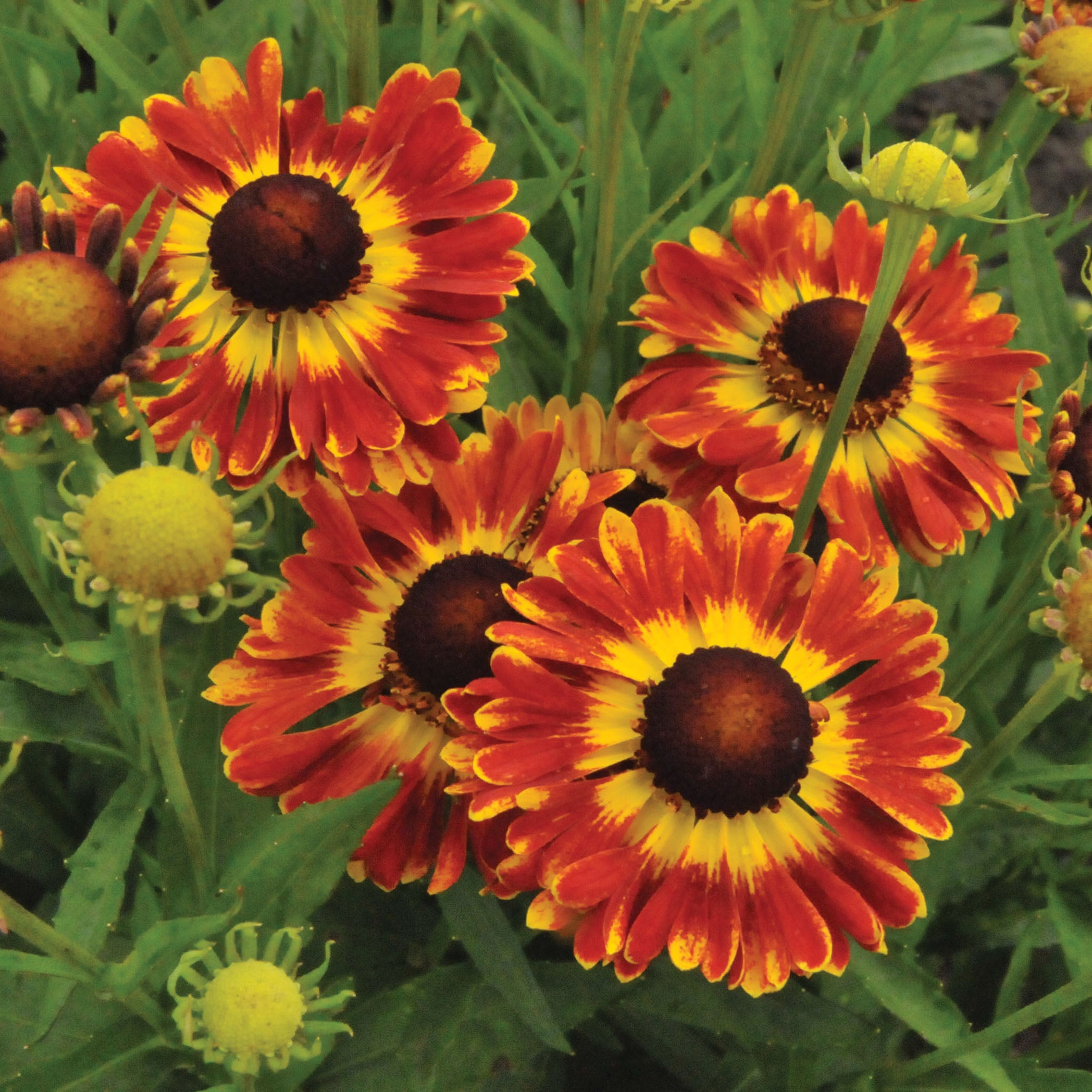 Helenium, Mariachi™ Fuego