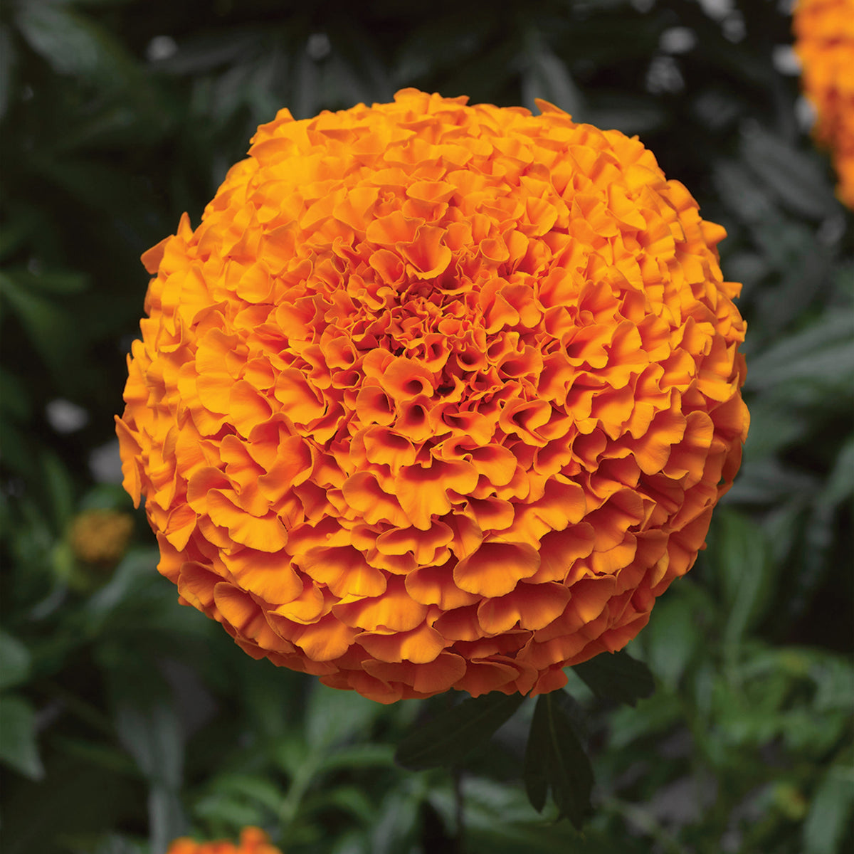 Marigold, Inca II™ Deep Orange