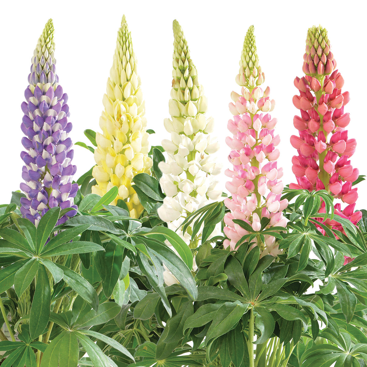 Lupine, Lupini Mix Hybrid