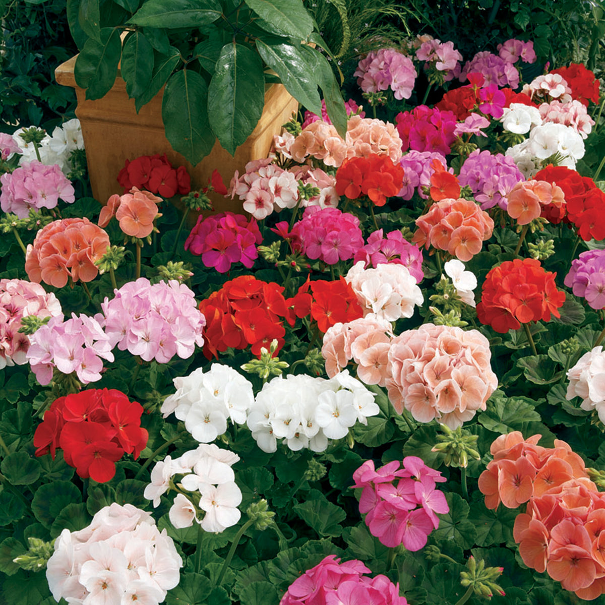 Geranium, Maverick™ Mix Hybrid