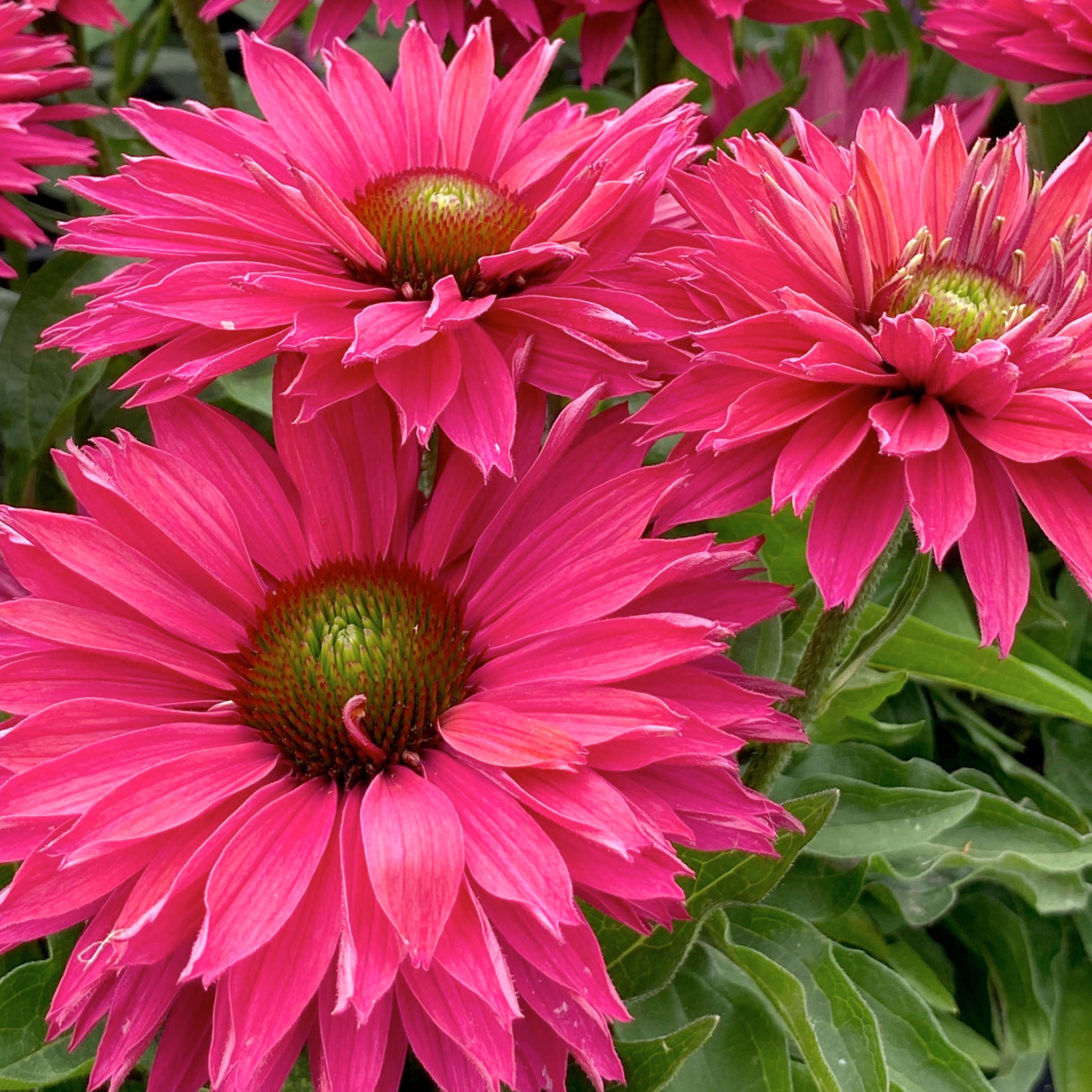 Echinacea, SunSeekers® Sweet Fuchsia