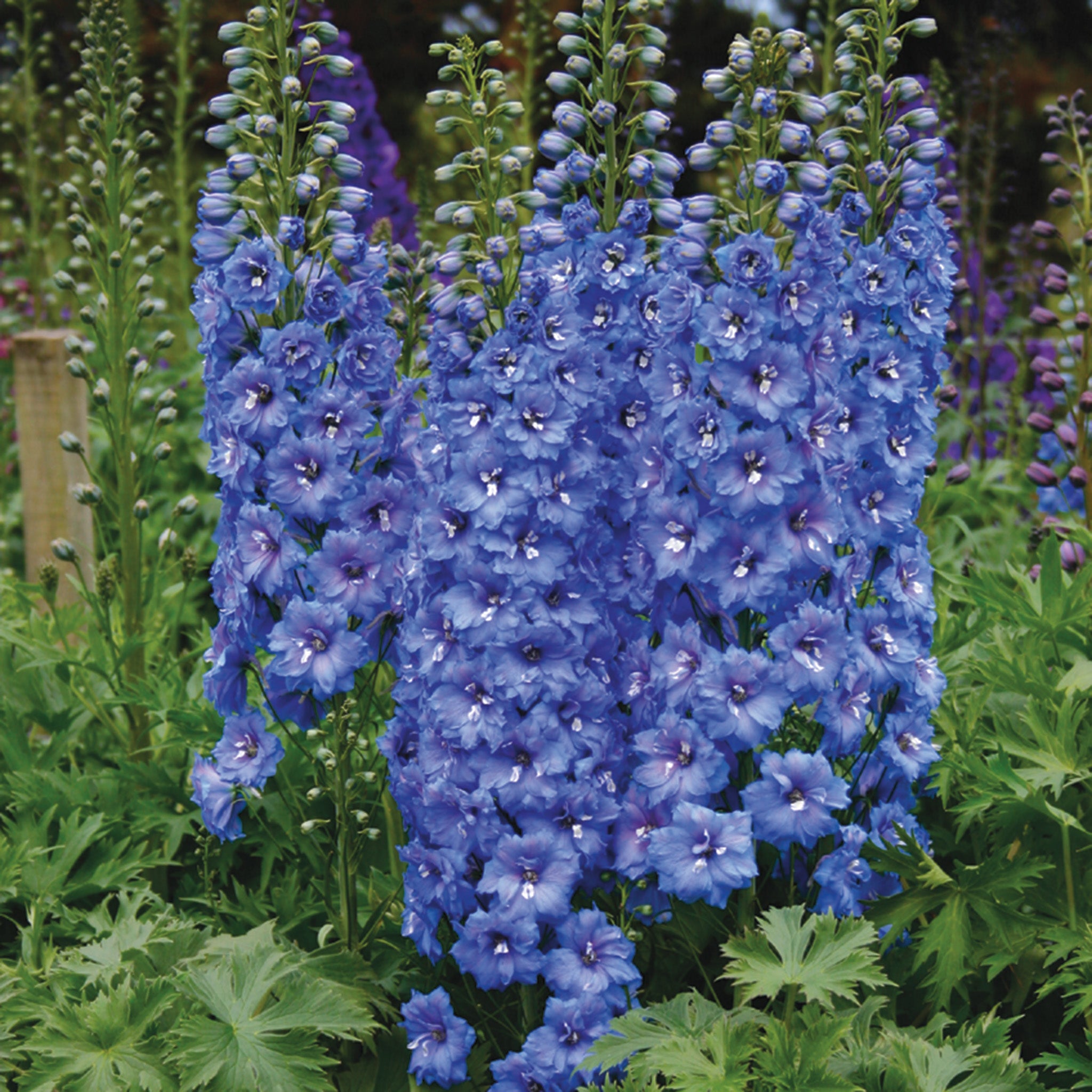 Delphinium, Blue Lace