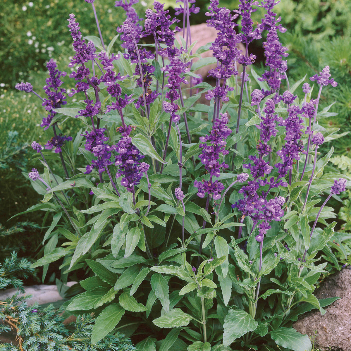Salvia, Evolution® Violet
