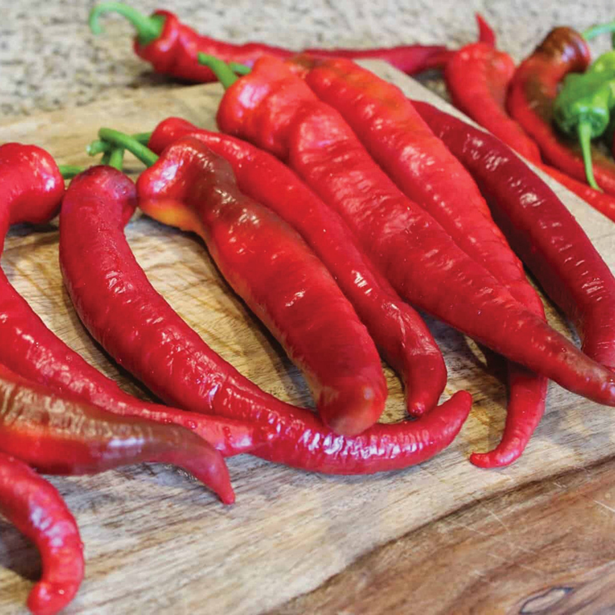 Pepper, Hot, Wildcat Hybrid