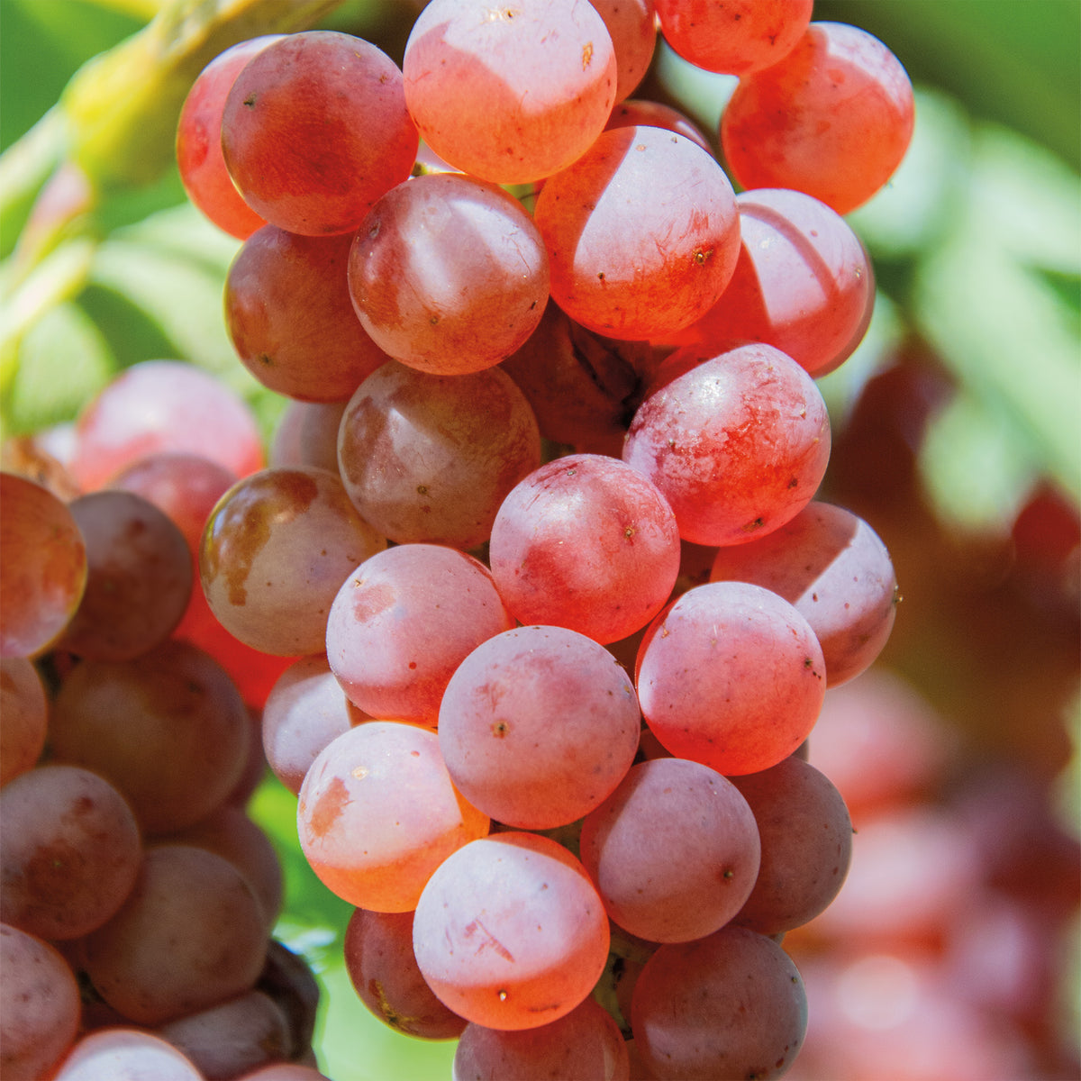 Grape, Seedless, Somerset