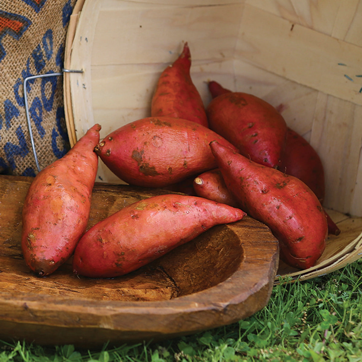 Sweet Potato, Georgia Jet