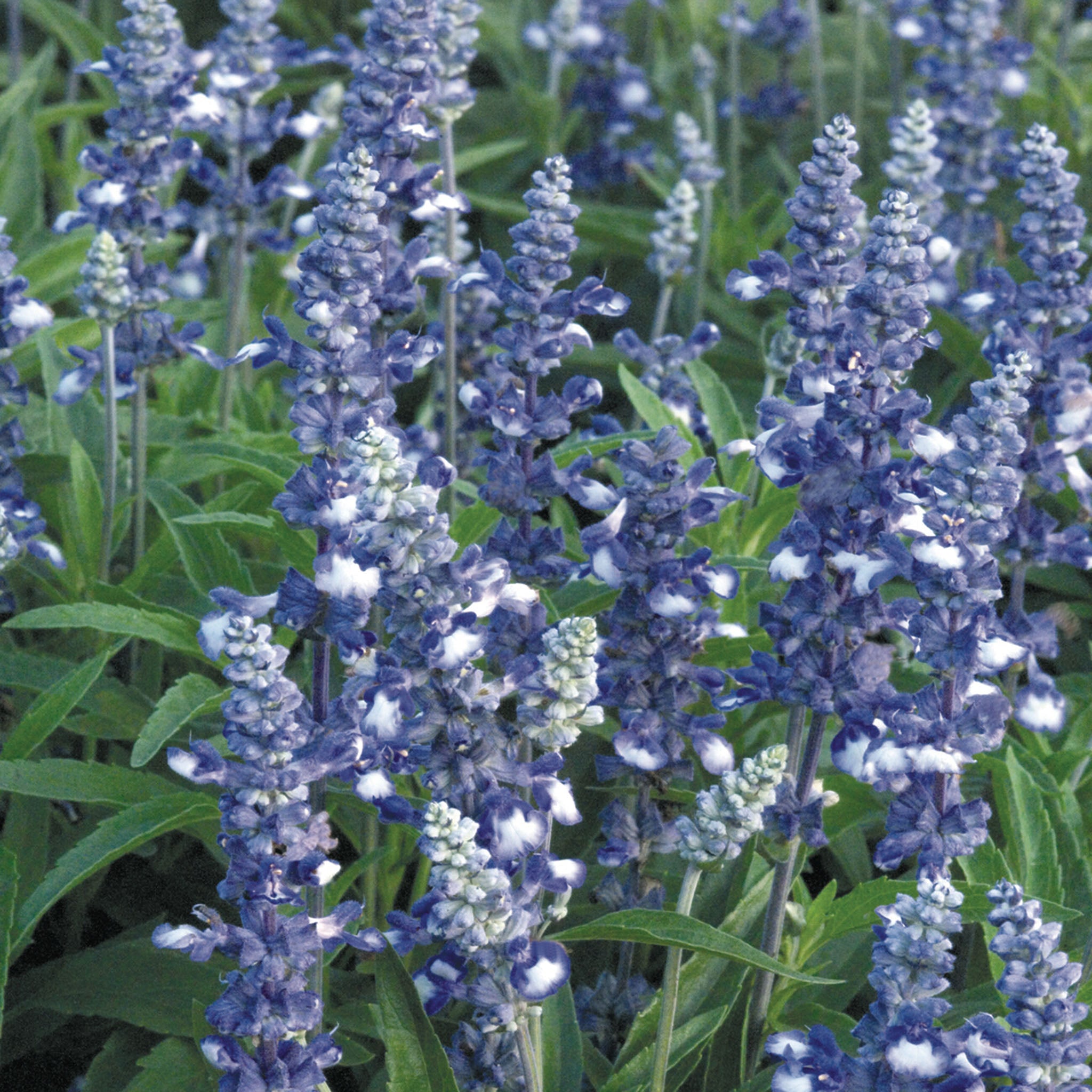 Salvia, Fairy Queen