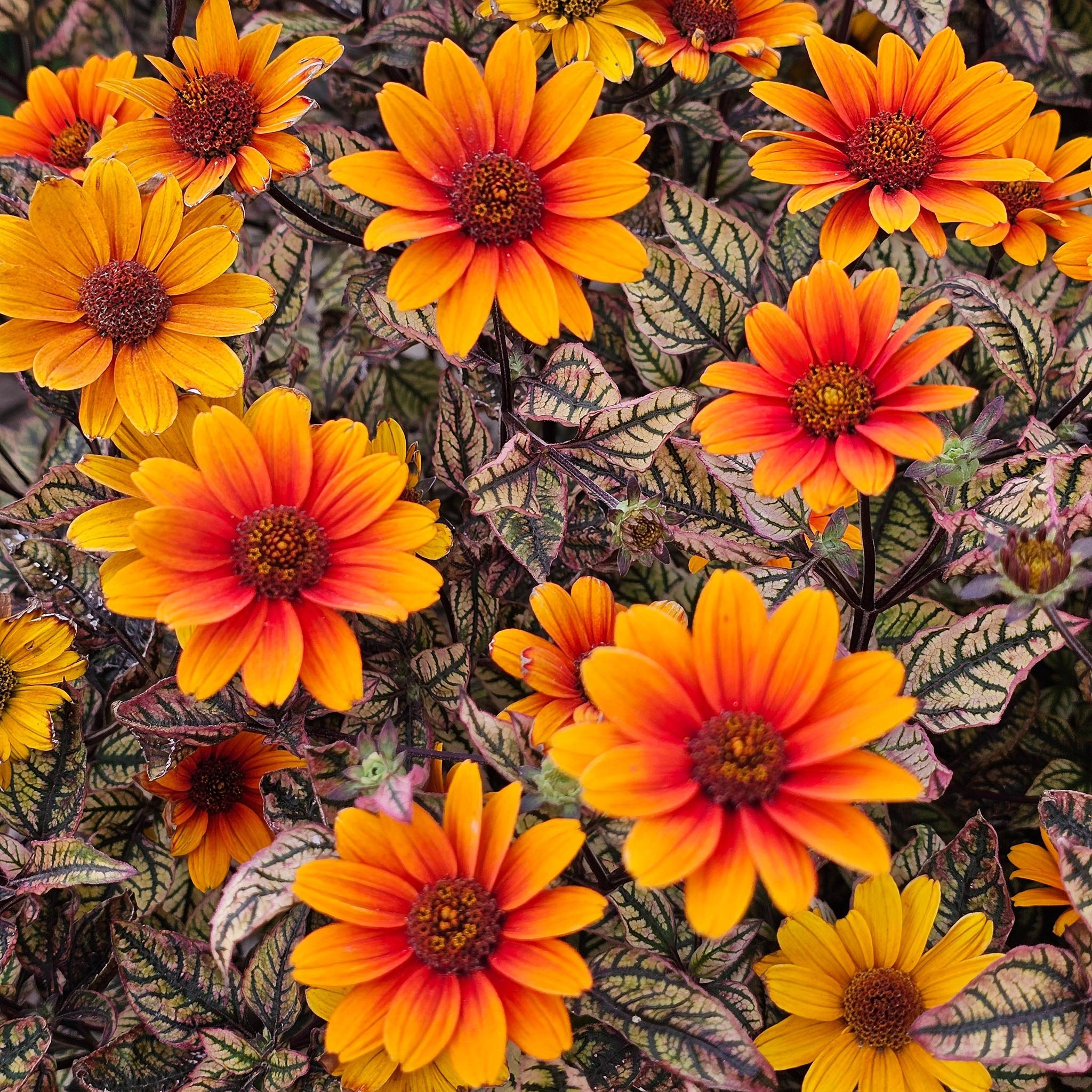 Heliopsis, Orange Marble