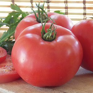 Tomatoes Garden Guide – Jung Seed Company
